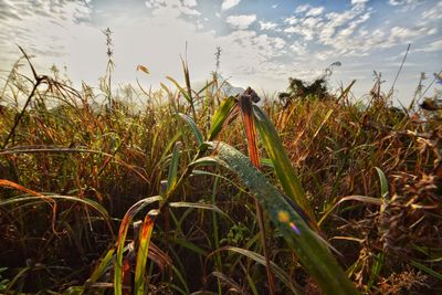 Close-up of crops growing on field against sky