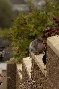 Close-up of squirrel eating food