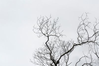 Low angle view of bare trees against the sky