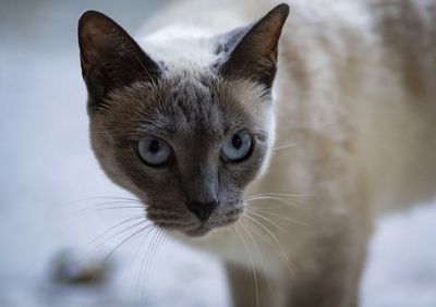 Close-up portrait of a cat