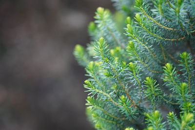 Close-up of pine tree