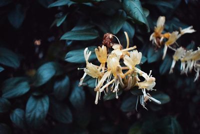 Close-up of flowers growing outdoors