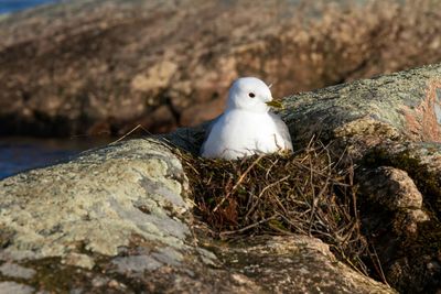 Close-up of seagull perching in nest on rock at glaskogens naturreservat