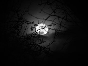 Low angle view of silhouette tree against sky at night