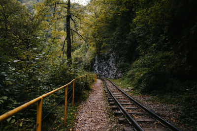 Railroad tracks amidst trees