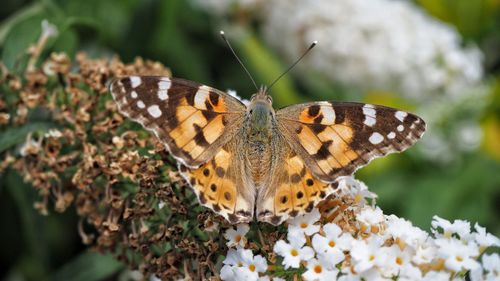 Close-up of butterfly pollinating on flower