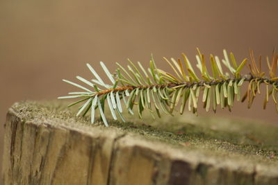 Close-up of plant on wood