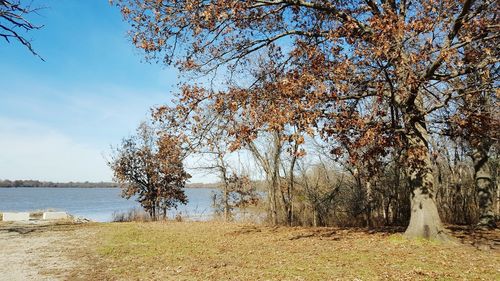 Scenic view of trees against sky