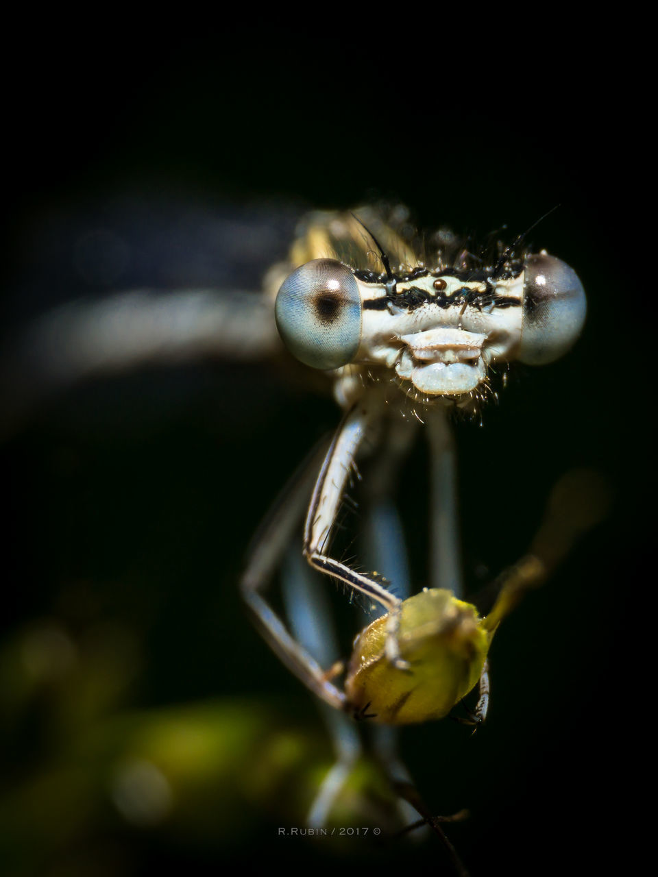 CLOSE-UP OF CATERPILLAR ON PLANT