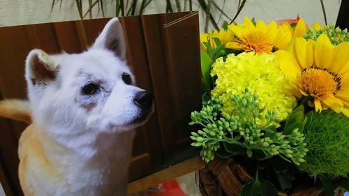 domestic animals