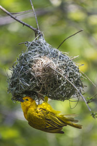 Close-up of bird on nest