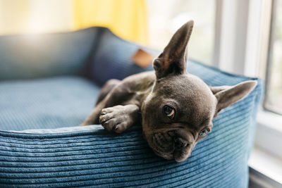 Beautiful french bulldog puppy lies in a blue couch