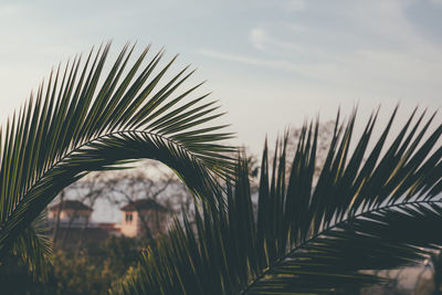 Low angle view of palm tree against sky