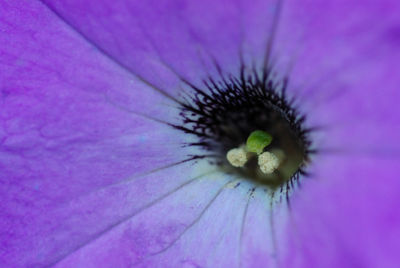 Macro shot of pink flower