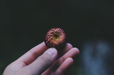 Close-up of hand holding fruit against black background