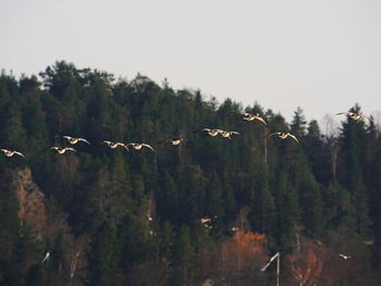 Birds flying above trees