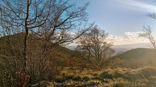 Bare trees on landscape against sky