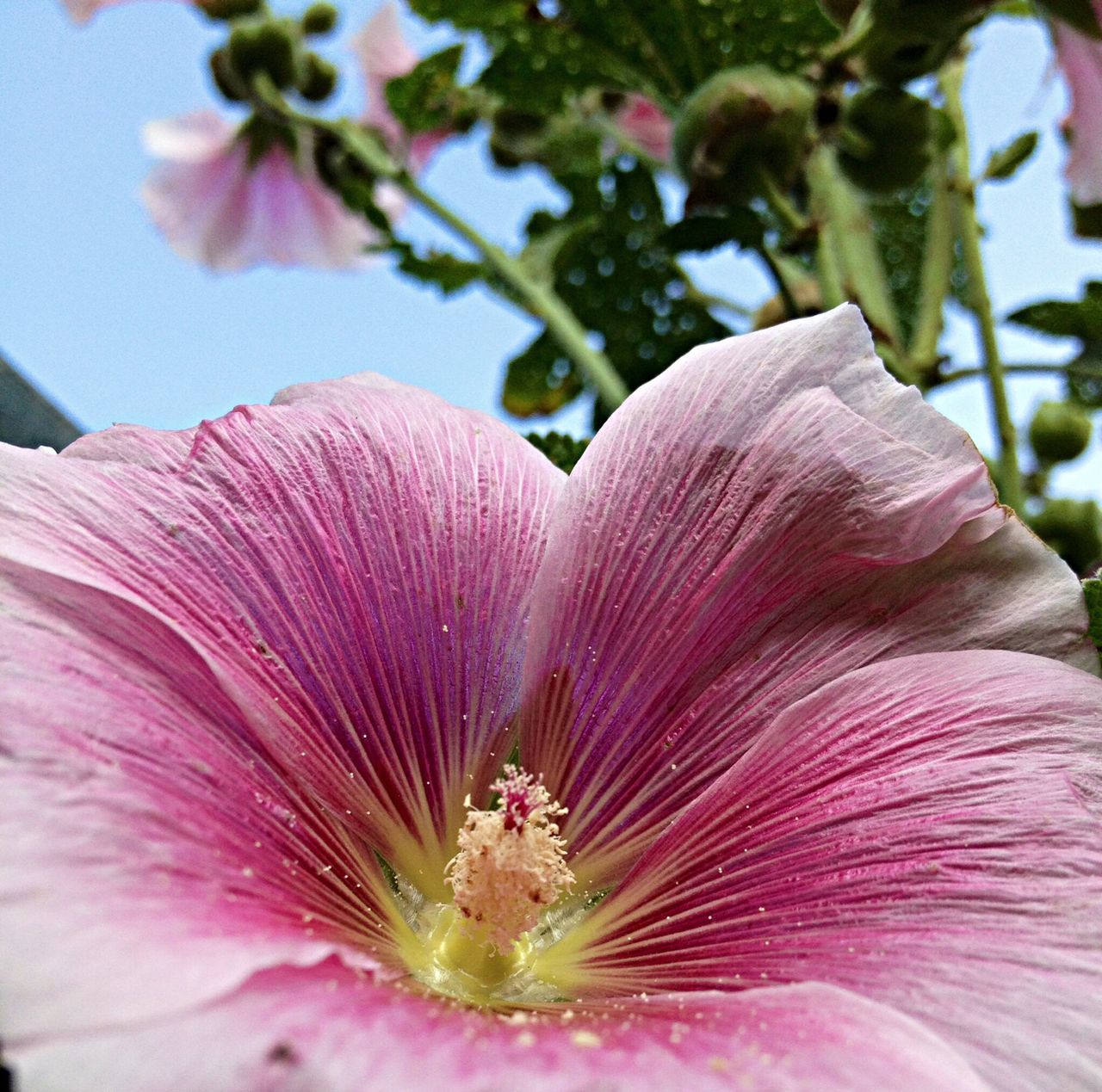 flower, freshness, petal, fragility, pink color, growth, flower head, close-up, beauty in nature, nature, focus on foreground, single flower, stamen, pink, blooming, blossom, pollen, in bloom, plant, outdoors