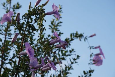 Close-up of pink flowers