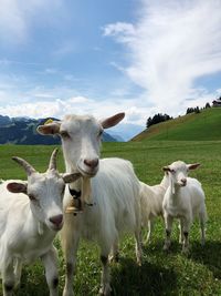 Sheep in a field