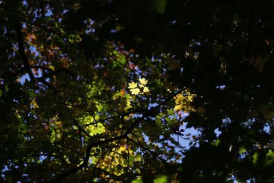 Low angle view of flower tree