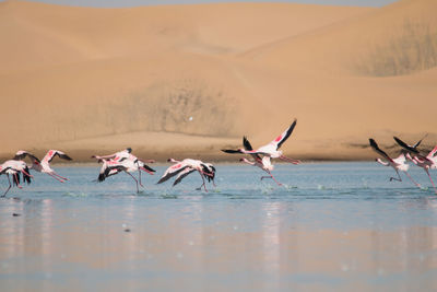 Seagulls flying over lake