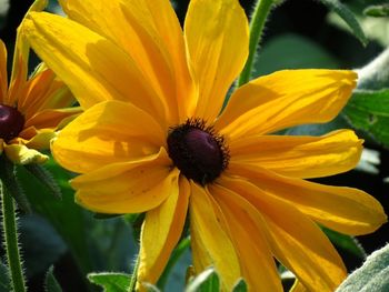 Close-up of yellow flower