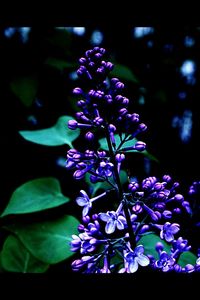 Close-up of purple flowers