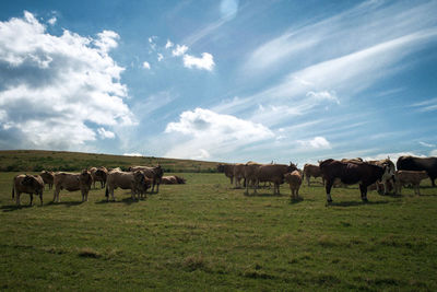 Horses grazing on grassy field