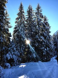 Frozen trees against sky during winter