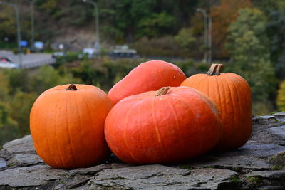 Close-up of pumpkins