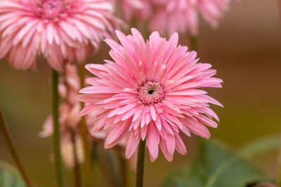 Close-up of insect on pink flower