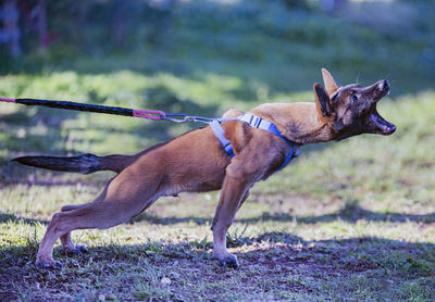 Side view of a dog on field