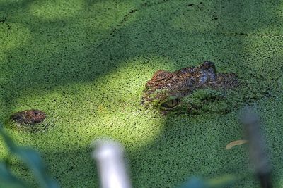 Close-up of lizard on leaf