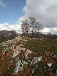 Bare trees on field against sky during winter