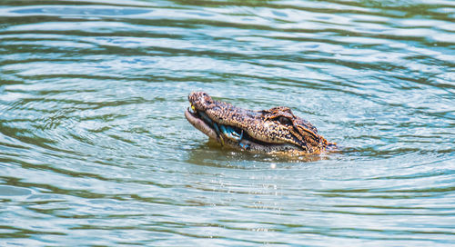 View of an animal swimming in lake
