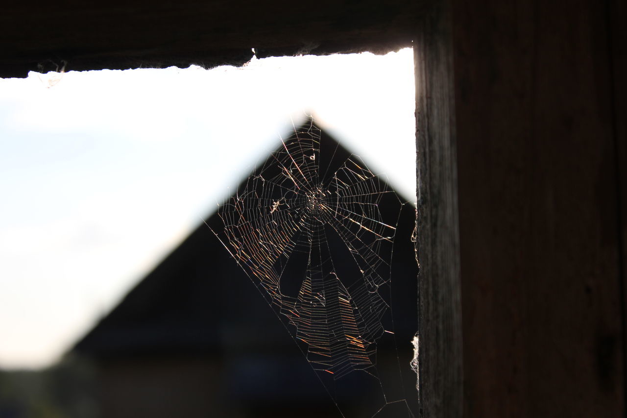 CLOSE-UP OF SPIDER WEB IN OLD BUILDING