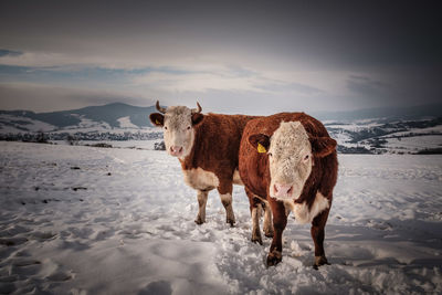 Horse standing on snow covered field against sky