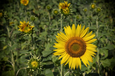 Close-up of yellow flowering plant on field