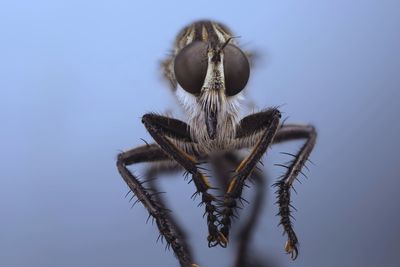 Close-up of caterpillar on plant