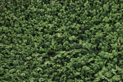 Full frame shot of green leaves