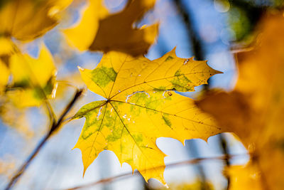 Close-up of yellow maple leaves