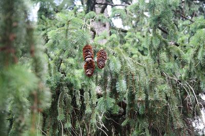 Close-up of pine cones on tree in forest