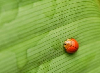 Close-up of ladybug on leaf