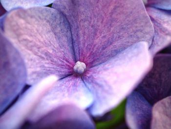 Close-up of flower