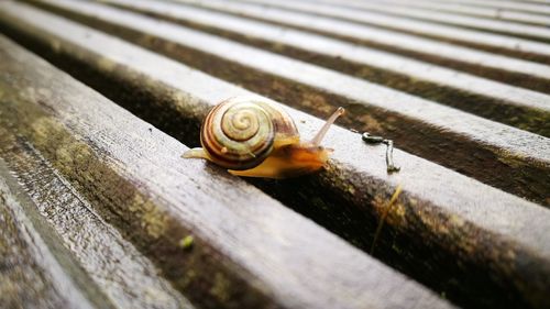 Close-up of snail on wood