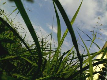 Close-up of grass growing in field