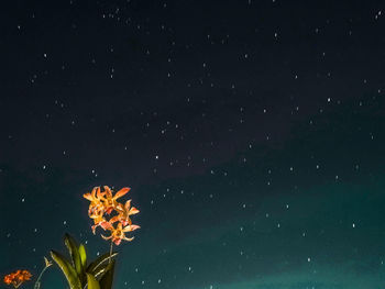 Low angle view of flowering plant against sky at night