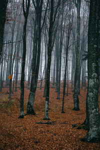 Trees in forest during autumn