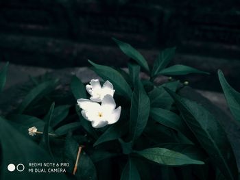 Close-up of white flowering plant